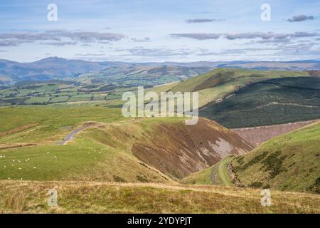 Les moutons paissent sur les collines au-dessus de la vallée de Dovey dans le centre du pays de Galles. Banque D'Images