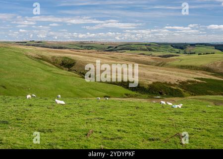 Les moutons paissent sur les collines autour de Dylife à Powys, au centre du pays de Galles, avec les éoliennes de Carno Wind Farm au loin. Banque D'Images