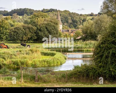 Les bovins paissent dans une prairie à côté de la rivière test à Stockbridge dans le Hampshire, en Angleterre. Banque D'Images