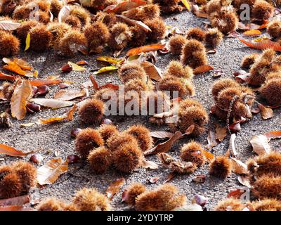 Conkers des châtaigniers à cheval couchés sur le sol pendant l'automne dans la ville de Montefiascone. 27 octobre 2024 Banque D'Images