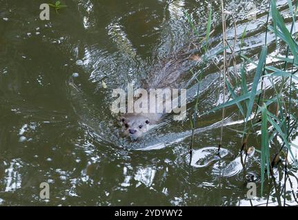 Loutre eurasienne, loutre européenne, loutre de rivière eurasienne, loutre commune, poisson, Loutre d'Europe, Vidra, Lutra lutra, Hongrie, Magyarország, Europe Banque D'Images