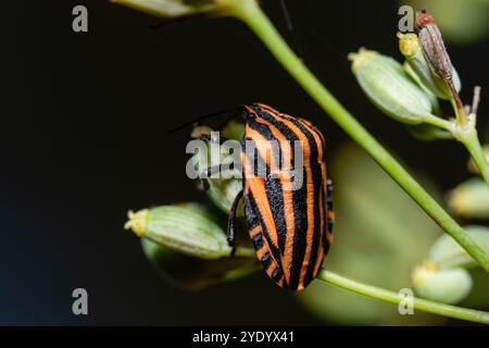 Insecte rayé italien, Graphosoma lineatum, Catalogne, Espagne Banque D'Images