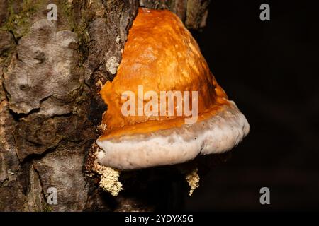 Ceinture rouge, Fomitopsis pinicola, Catalogne, Espagne Banque D'Images