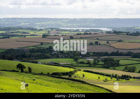 Les bovins paissent sur les pâturages sous Maes Knoll dans la vallée Chew du Somerset. Banque D'Images