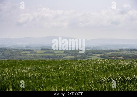 Les collines de Dartmoor Banque D'Images