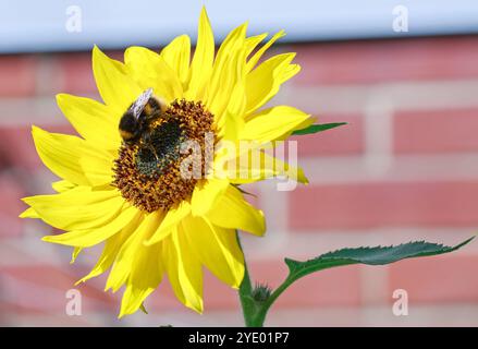 Bumble Bee à queue blanche, se nourrissant d'un tournesol jaune vibrant qui est en pleine floraison et éclairé par la lumière naturelle du soleil Banque D'Images