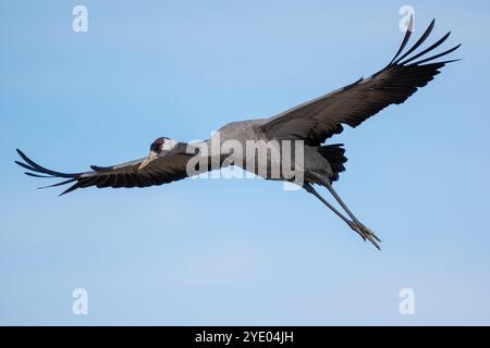 Grue commune, Grus grus, atterrissage, Gallocanta. Teruel, Aragon, Espagne Banque D'Images