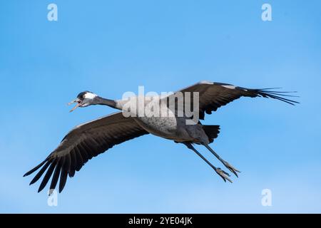 Grue commune, Grus grus, atterrissage, Gallocanta. Teruel, Aragon, Espagne Banque D'Images