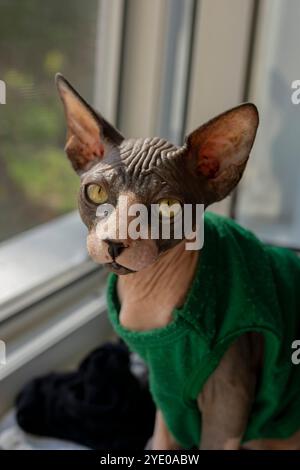Chat mignon sans poils portant une chemise verte Banque D'Images