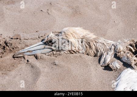 Oiseau mort sur une plage de sable, Delta de l'Èbre, Catalogne, Espagne Banque D'Images