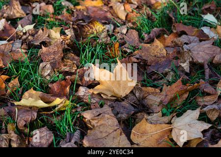 Une vue rapprochée des feuilles d'automne tombées sur l'herbe verte. Les feuilles sont principalement brunes et jaunes, certaines montrant des signes de décomposition. L'image CA Banque D'Images