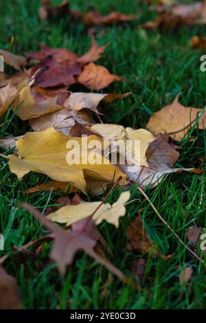 Gros plan de feuilles d'automne tombées reposant sur de l'herbe verte. Les feuilles sont différentes nuances de brun, jaune et orange. L'image se concentre sur le Banque D'Images