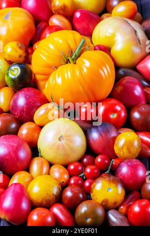 Tomates de différentes variétés et tailles sur un plateau en fer sur une table en bois. Banque D'Images