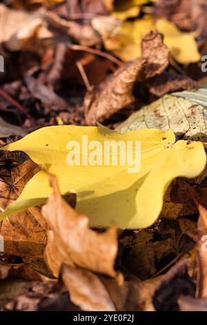 Une seule feuille jaune vif repose sur un lit de feuilles brunes et jaunes, qui semblent toutes être séchées et tombées des arbres. Banque D'Images