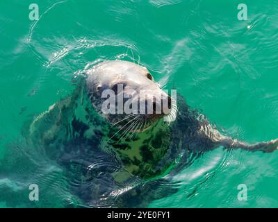 Phoque, Halichoerus Grypus, dans le port de St Ives, St Ives, Cornouailles, Angleterre, Royaume-Uni, GB. Banque D'Images