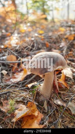 Champignon de la famille des Boletaceae, foyer sélectif. Banque D'Images