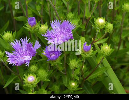 Nommée The Strokes Aster Color Wheel, la fleur violette fleurit au milieu d'une végétation luxuriante. Les fleurs font partie du Lake Lure Florering Bridge. Banque D'Images