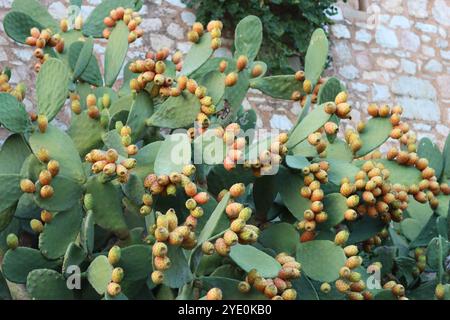 Cactus de barbarie recouvert de fruits jaunes et oranges Banque D'Images