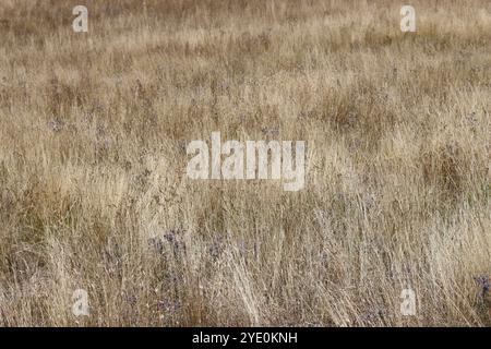 Graminées sèches dans une prairie de fleurs sauvages de fin d'été Banque D'Images