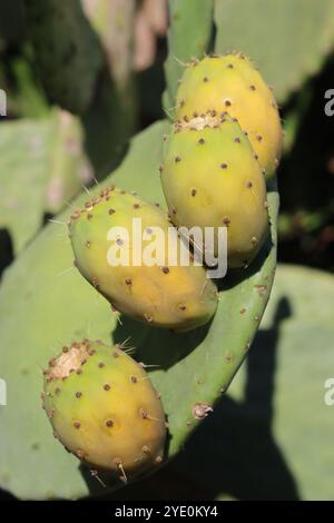 Gros plan sur le fruit du cactus de la poire épineuse Banque D'Images