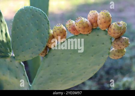 Gros plan sur le fruit du cactus de la poire épineuse Banque D'Images