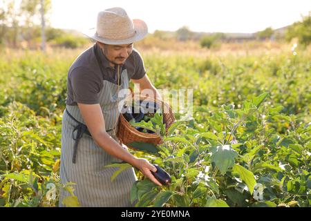 Agriculteur récoltant des aubergines mûres dans le champ le jour ensoleillé Banque D'Images