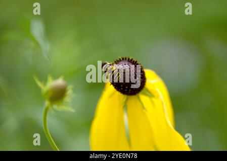 L'image en gros plan montre une abeille au travail collectant le pollen d'une fleur de cône jaune. Banque D'Images