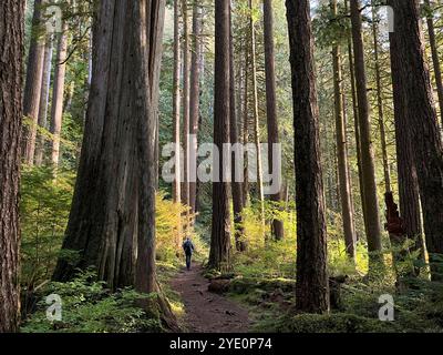 Randonnée sur Baker Lake Trail à travers Red Cedars et Douglas Firs, forêt nationale de Mount Baker-Snoqualmie, près de Concrete, Washington, États-Unis Banque D'Images