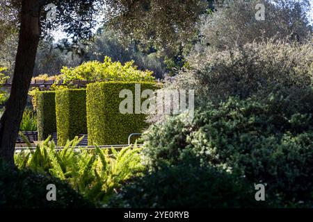 Ramat HaNadiv, Israël - 22 octobre 2024, le jardin des parfums, les jardins commémoratifs dans le parc Rothschild. Une piscine ronde avec poissons rouges. Banque D'Images