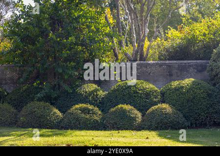 Arbustes taillés sphériques de Pittosporum tobira, également connu sous le nom de bois de fromage japonais, dans le parc Ramat Hanadiv, jardins commémoratifs du Baron Edmond de Rothschi Banque D'Images