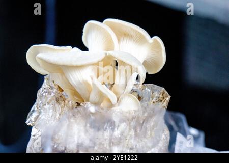 Huîtres royales (Jamur tiram, Pleurotus ostreatus, huîtres, champignons, hiratake, champignon d'huître perlé) et sciure de bois à la ferme Banque D'Images