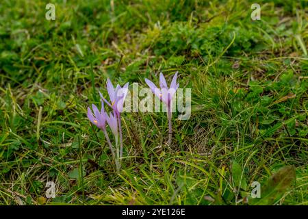 Safran des prairies alpines (Colchicum alpinum) fleurissant dans les prairies alpines de la Seceda dans le parc naturel de Puez Odle, au-dessus d'Ortisei (Sankt Ulrich) in Banque D'Images