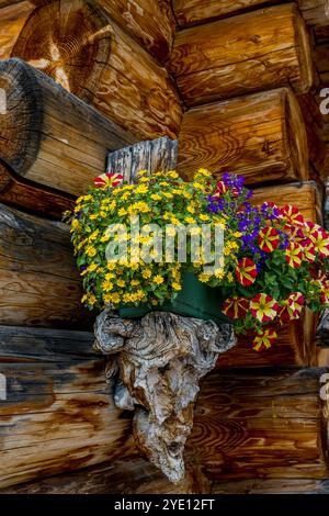 Panier de fleurs avec zinnia rampante (Sanvitalia procumbens) et pétunias à la cabane Troier sur la Seceda dans le parc naturel de Puez Odle, au-dessus d'Ortisei (S Banque D'Images