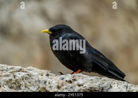 Un Chough alpin (Pyrrhocorax graculus) sur les rochers de la Forcella Sassolungo (Langkofelscharte allemande) de la montagne Langkofel (Sassolungo) près Banque D'Images