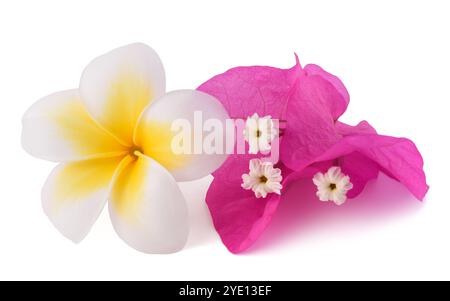 Fleurs de Plumeria et Bougainvillea isolées sur fond blanc Banque D'Images