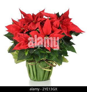 Le poinsettia rouge en vase isolé sur fond blanc Banque D'Images