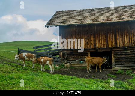 Vaches devant une grange sur la Seiser Alm (Alpe di Siusi), la plus grande prairie alpine de haute altitude en Europe, site du patrimoine mondial de l'UNESCO au-dessus de la Val Banque D'Images