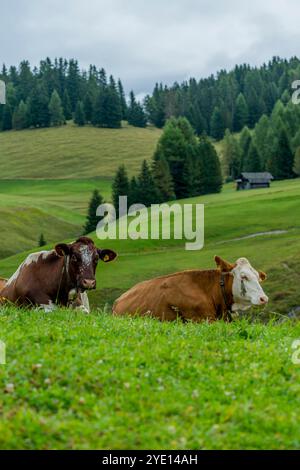 Vaches dans un pré sur la Seiser Alm (Alpe di Siusi), le plus grand pré alpin de haute altitude en Europe, site du patrimoine mondial de l'UNESCO au-dessus du jardin du Val Banque D'Images