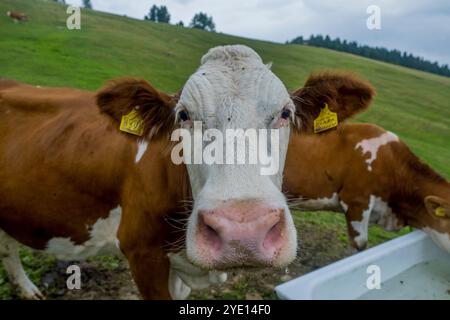 Portrait d'une vache dans un pré sur la Seiser Alm (Alpe di Siusi), le plus grand pré alpin de haute altitude en Europe, site du patrimoine mondial de l'UNESCO au-dessus de t Banque D'Images