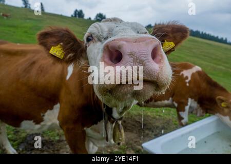 Portrait d'une vache dans un pré sur la Seiser Alm (Alpe di Siusi), le plus grand pré alpin de haute altitude en Europe, site du patrimoine mondial de l'UNESCO au-dessus de t Banque D'Images