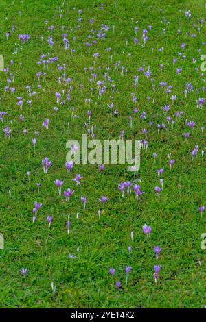 Safran alpin (Colchicum alpinum) fleurissant sur la Seiser Alm (Alpe di Siusi), la plus grande prairie alpine de haute altitude en Europe, UNESCO World Banque D'Images