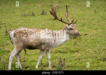 Un cerf en jachère commun mâle (dama dama) avec des bois de palmier dans le domaine classé Grade I de Hackwood Park près de Basingstoke. Hampshire, Royaume-Uni Banque D'Images