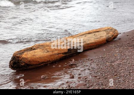 Bûche échouée, tronc d'arbre ancien, rivage du lac supérieur, péninsule supérieure, Michigan, États-Unis par James d Coppinger/Dembinsky photo Assoc Banque D'Images