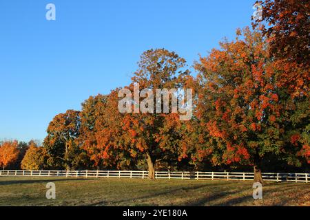 Chênes aux couleurs d'automne derrière un poteau blanc et une clôture de rail à Danada Woods Forest Preserve à Wheaton, Illinois Banque D'Images