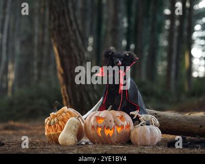 Le caniche noir est décoré pour Halloween, y compris des citrouilles et des squelettes, dans une forêt. La configuration effrayante et la forêt sombre créent une ambiance étrange pour Halloween Banque D'Images