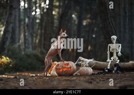 Un terrier sans poil américain est assis à côté des décorations d'Halloween, y compris une citrouille et un squelette, dans une forêt sombre. La configuration effrayante crée un Banque D'Images