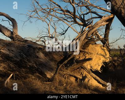 Vue d'un arbre d'eucalyptus tombé dans la lumière de fin d'après-midi sur Kangaroo Island, Australie. Banque D'Images