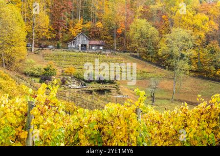 Le vignoble de High Holly, niché dans les Blue Ridge Mountains et englouti dans les couleurs de l'automne, à Scaly Mountain, Caroline du Nord, près des Highlands. (ÉTATS-UNIS) Banque D'Images