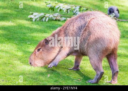 Un grand capybara se promène sur l'herbe verte dans le parc. Capybara sud-américain en gros plan Banque D'Images