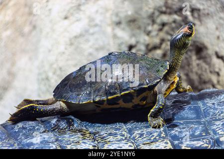 La tortue indienne au toit - Pangshura tecta, grimpe sur le gavier (Gavialis gangeticus) Banque D'Images